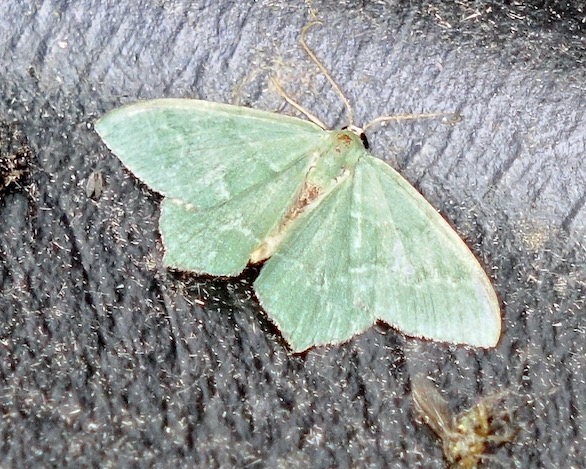 common emerald